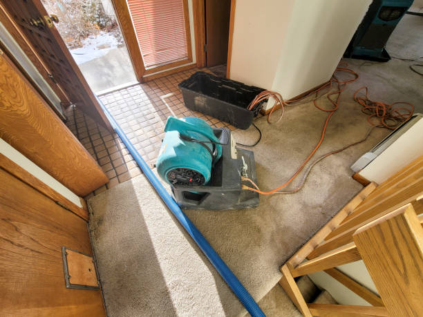Best Mold removal after water damage  in Braddock Hills, PA