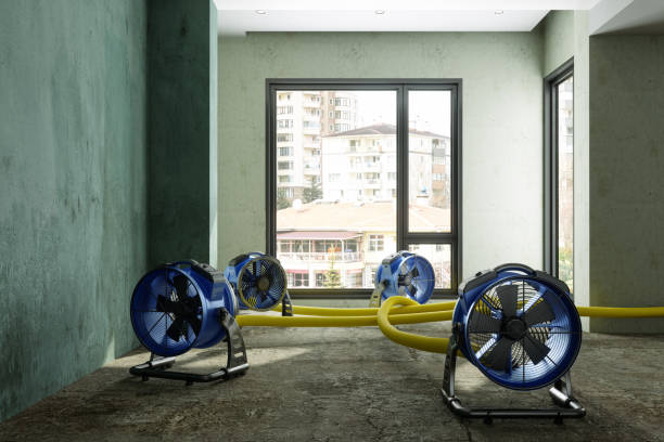 Best Mold removal after water damage  in Braddock Hills, PA